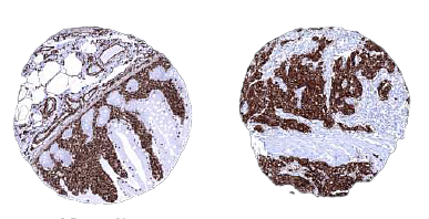 Validated Antibodies