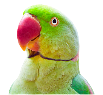 Credo Avian