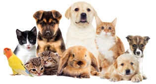 Credo Veterinary
